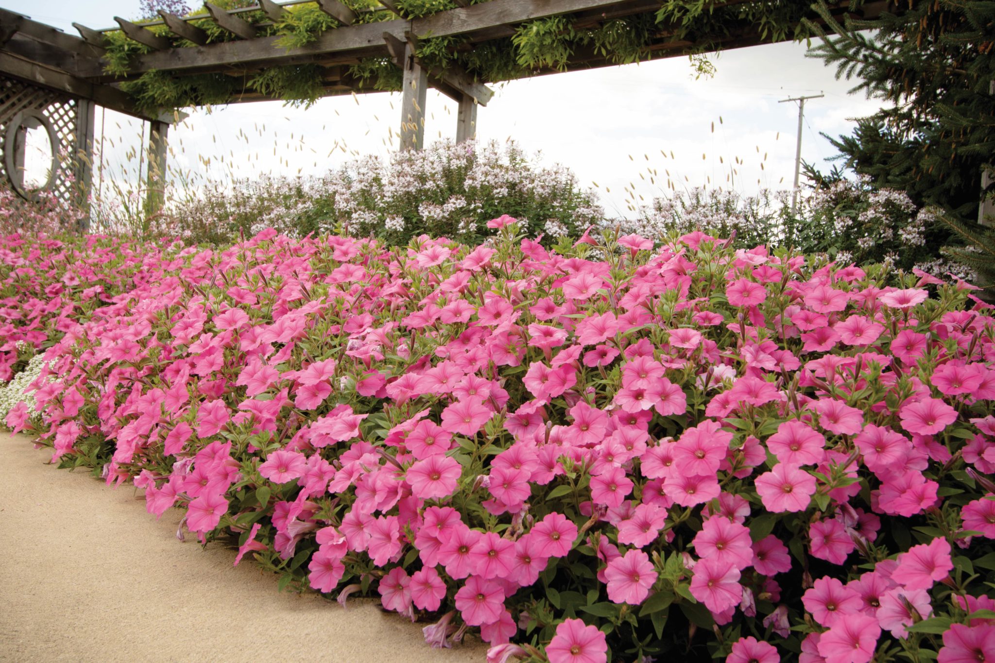 Supertunia Vista Bubblegum for Sale in PA | Buy Bubblegum Petunias