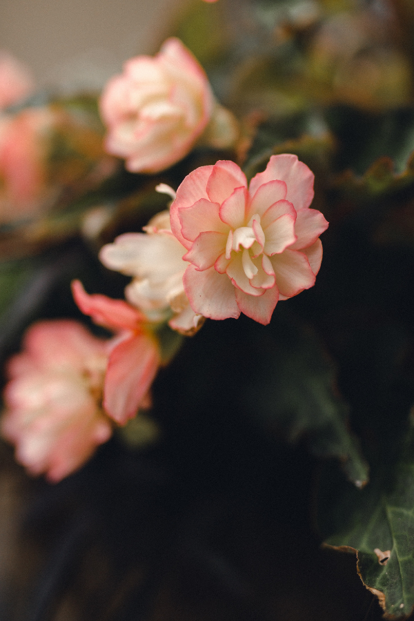 5 Benefits Of Begonias Are Begonias Easy Care