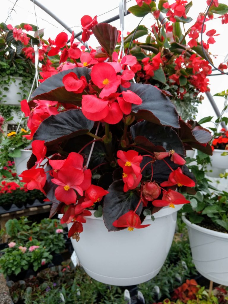 5 Benefits of Begonias Are Begonias Easy Care?