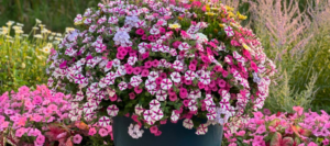 wave petunias supertunias differences