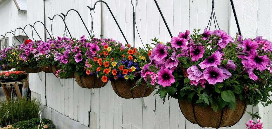 Best Plants To Grow In A Hanging Basket 930x442 