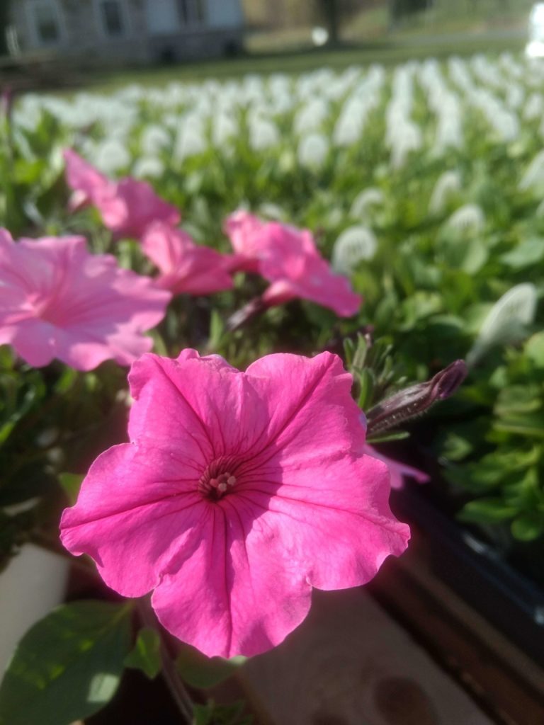 Bubblegum Petunias | A Guide to Growing Supertunia Vista Bubblegum