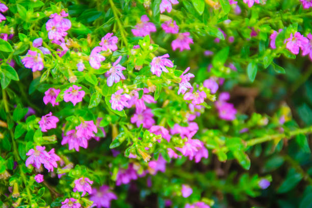 Mexican Heather Care | How to Grow Mexican Heather