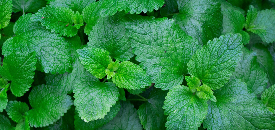 How to Harvest Mint | 5 Tips for Harvesting Mint Springs in Your Garden