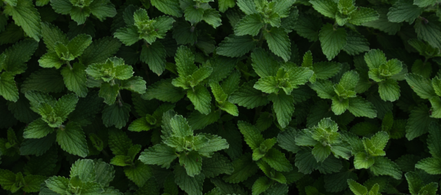 How to Harvest Mint | 5 Tips for Harvesting Mint Springs in Your Garden