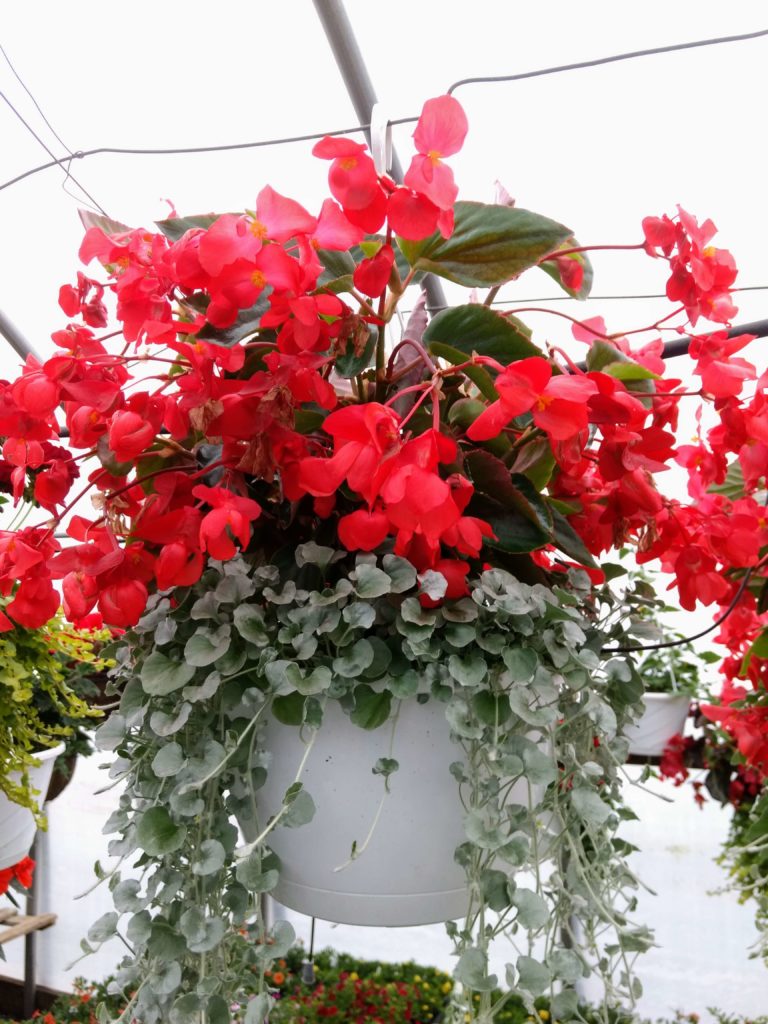 30 Best Hanging Basket Flowers for Sun | Hanging Plants for Full Sun