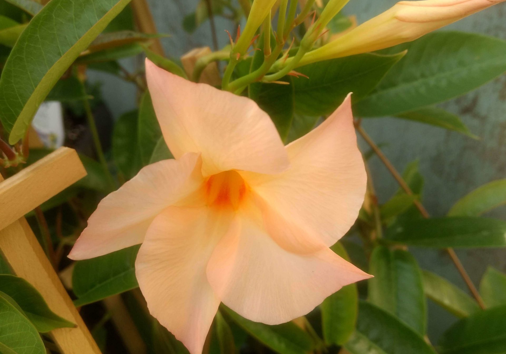 Apricot mandevilla in our lancaster county greenhouse