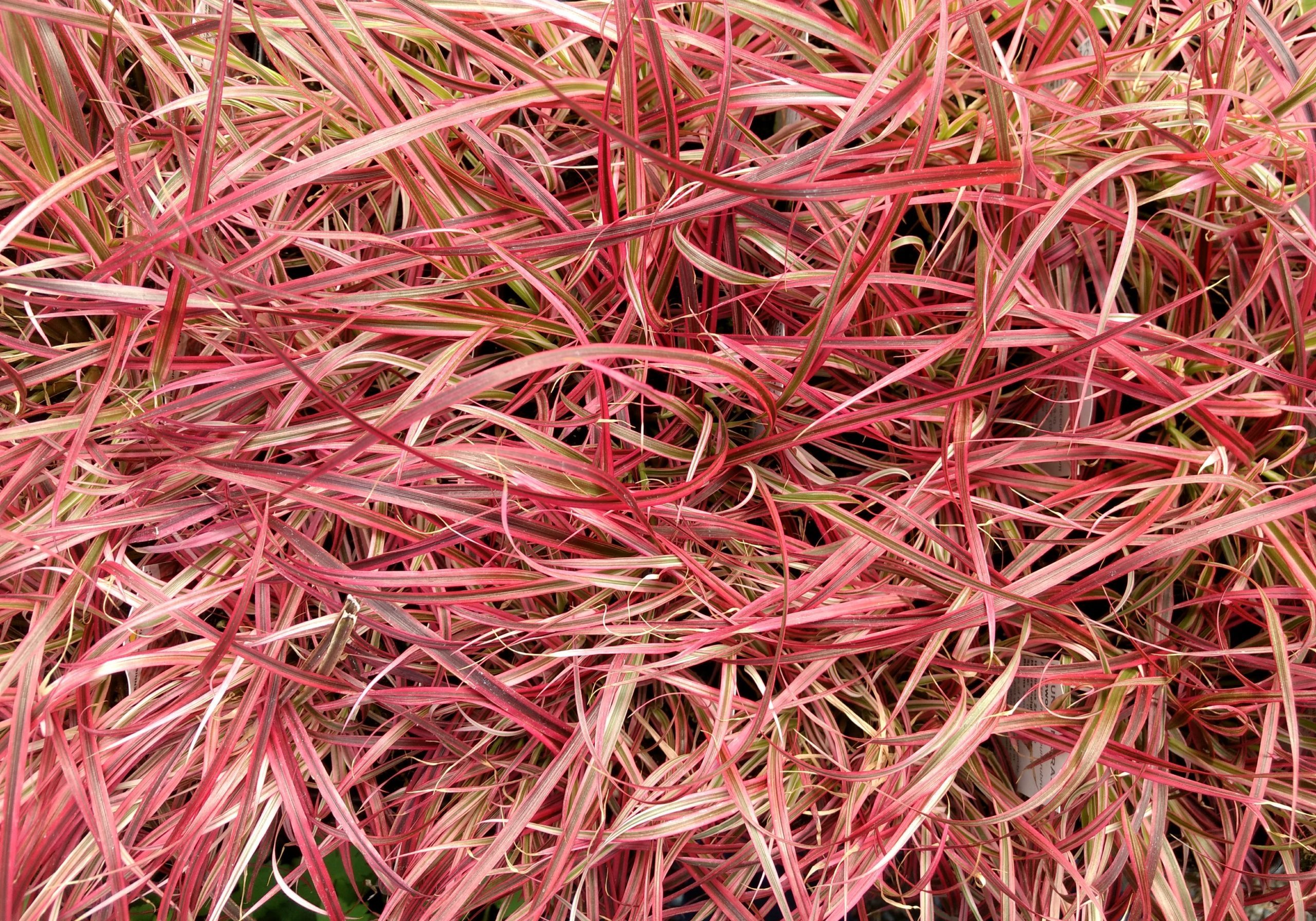 Grasses for sale in lancaster pa